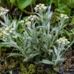 Sumpf-Ruhrkraut mit weißfilzigen Blättern in einer feuchten Gartenecke