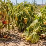 Tomaten, Paprika und Zucchini leiden im heißen, trockenen Sommer unter Wachstumsstörungen