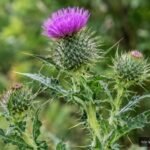 Unbekannte stachelige Pflanze im Garten anhand wichtiger Merkmale bestimmen