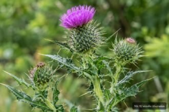 Unbekannte stachelige Pflanze im Garten anhand wichtiger Merkmale bestimmen