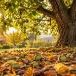 Reife Walnüsse liegen unter einem herbstlich gefärbten Walnussbaum im Garten