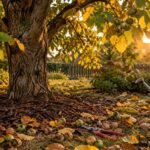 Walnussbaum im Herbst nach der Ernte mit fallenden Blättern und gesammelten Nüssen