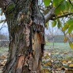 Walnussbaum mit abblätternder Rinde nach Frostschaden oder natürlichem Prozess