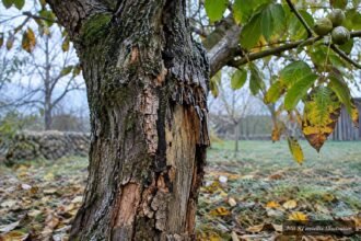 Walnussbaum mit abblätternder Rinde nach Frostschaden oder natürlichem Prozess