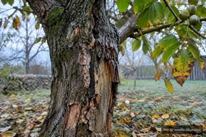 Walnussbaum mit abblätternder Rinde nach Frostschaden oder natürlichem Prozess