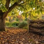 Walnusslaub im Garten: Hinweise zur richtigen Kompostierung und Verwendung im Herbst