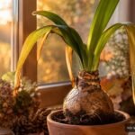 Amaryllis nach der Blüte während der Ruhephase mit verblassenden Blättern im Topf