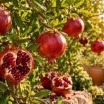 Reife Granatäpfel am Strauch zeigen ihre typische Farbe und leicht kantige Form