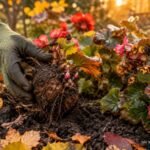Begonienknollen werden vor dem ersten Frost ausgegraben und trocken überwintert