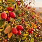 Rote Hagebutten leuchten im Herbst an einem Gartenstrauch zwischen bunten Blättern