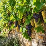 Weinrebe an sonnigem, geschütztem Standort mit reifen Trauben im Garten
