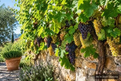 Weinrebe an sonnigem, geschütztem Standort mit reifen Trauben im Garten