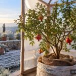 Granatapfelbaum im Topf, vorbereitet für die geschützte Überwinterung an einem hellen Standort