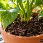 Wurm in Blumenerde zwischen Pflanzenwurzeln als möglicher nützlicher oder schädlicher Untermieter
