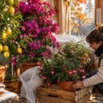 Zitrusbaum, Bougainvillea und Fuchsie werden sorgfältig auf die frostfreie Überwinterung vorbereitet
