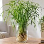 Zyperngras wächst dauerhaft im Wasser in einem minimalistischen Glasgefäß im Wohnzimmer